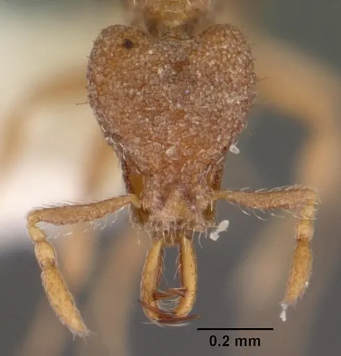 Strumigenys quattuor specimen CASENT0102585 image casent0102585_2