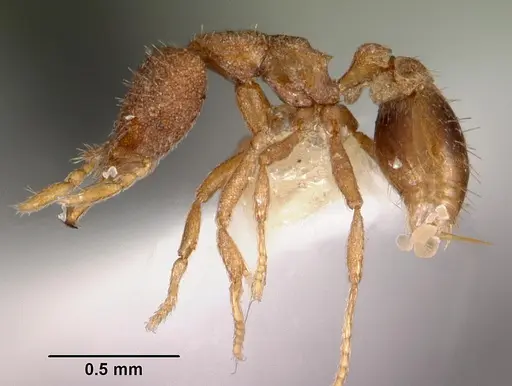Strumigenys quattuor specimen CASENT0102585 image casent0102585_3