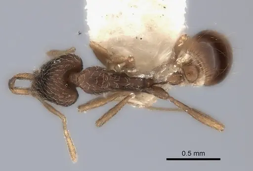 Strumigenys quinquedentata specimen CASENT0217956 image casent0217956_1