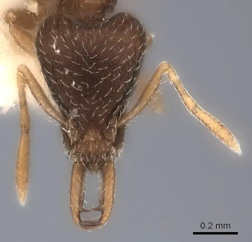 Strumigenys quinquedentata specimen CASENT0217956 image casent0217956_2