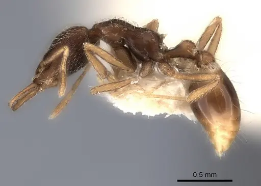 Strumigenys quinquedentata specimen CASENT0217956 image casent0217956_3