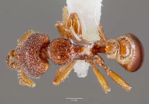 Strumigenys rabesoni specimen CASENT0003242 image casent0003242_1
