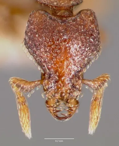 Strumigenys rabesoni specimen CASENT0003242 image casent0003242_2