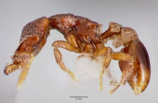 Strumigenys rabesoni specimen CASENT0003242 image casent0003242_3
