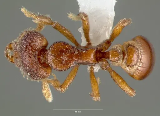 Strumigenys rabesoni specimen CASENT0005626 image casent0005626_1