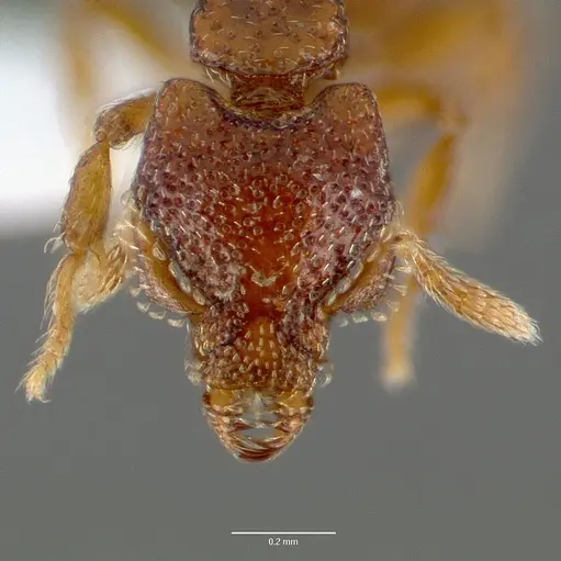 Strumigenys rabesoni specimen CASENT0005626 image casent0005626_2