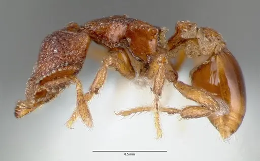 Strumigenys rabesoni specimen CASENT0005626 image casent0005626_3
