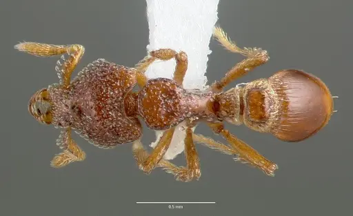 Strumigenys rabesoni specimen CASENT0005627 image casent0005627_1