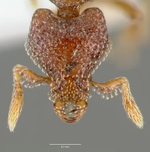 Strumigenys rabesoni specimen CASENT0005627 image casent0005627_2