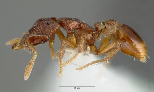 Strumigenys rabesoni specimen CASENT0005627 image casent0005627_3
