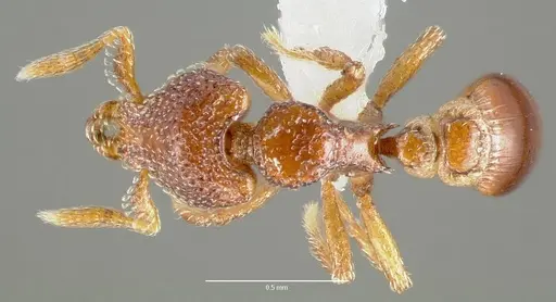 Strumigenys rabesoni specimen CASENT0005628 image casent0005628_1