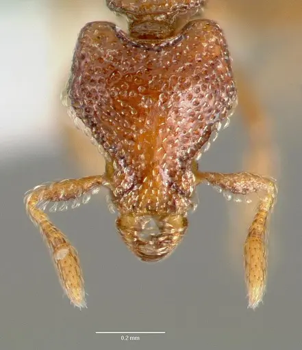Strumigenys rabesoni specimen CASENT0005628 image casent0005628_2