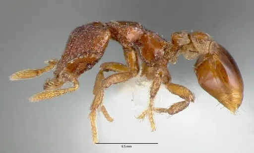 Strumigenys rabesoni specimen CASENT0005628 image casent0005628_3