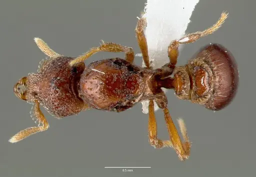 Strumigenys rabesoni specimen CASENT0006034 image casent0006034_1