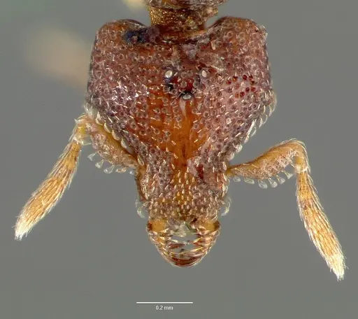 Strumigenys rabesoni specimen CASENT0006034 image casent0006034_2