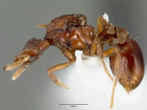 Strumigenys rabesoni specimen CASENT0006034 image casent0006034_3