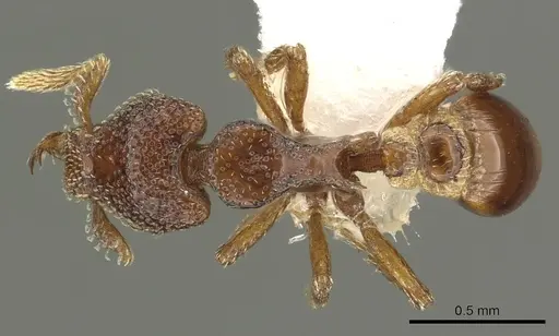 Strumigenys rabesoni specimen CASENT0900693 image casent0900693_1