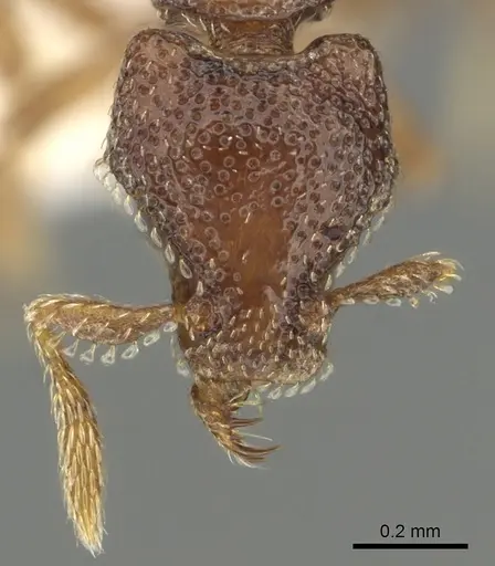 Strumigenys rabesoni specimen CASENT0900693 image casent0900693_2
