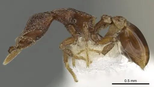 Strumigenys rabesoni specimen CASENT0900693 image casent0900693_3