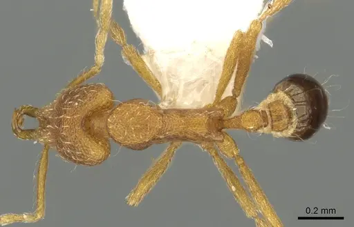 Strumigenys racabura specimen CASENT0900847 image casent0900847_1