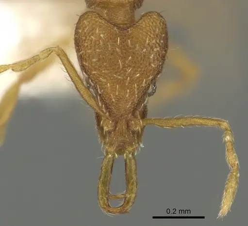 Strumigenys racabura specimen CASENT0900847 image casent0900847_2
