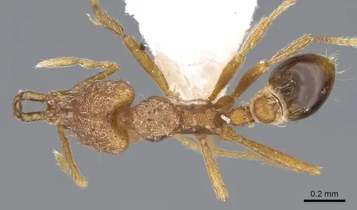 Strumigenys racabura specimen CASENT0914861 image casent0914861_1