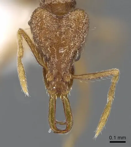 Strumigenys racabura specimen CASENT0914861 image casent0914861_2