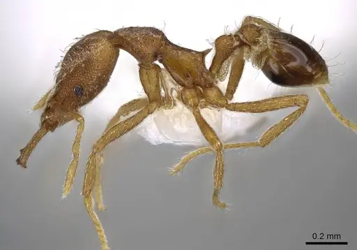 Strumigenys racabura specimen CASENT0914861 image casent0914861_3