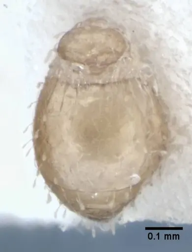 Strumigenys radix specimen ANIC32-017802 image anic32-017802_2
