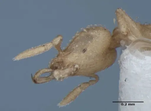 Strumigenys radix specimen ANIC32-017802 image anic32-017802_4
