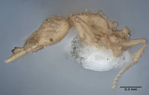 Strumigenys radix specimen ANIC32-017802 image anic32-017802_5