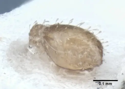Strumigenys radix specimen ANIC32-017802 image anic32-017802_6