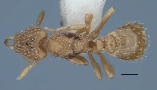 Strumigenys radix specimen ANIC32-017803 image anic32-017803_1