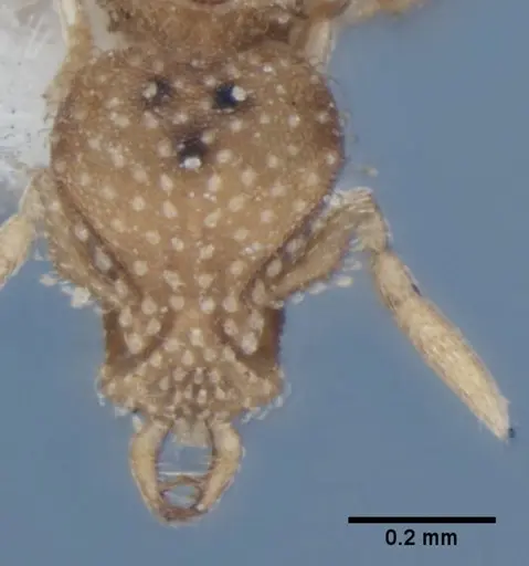Strumigenys radix specimen ANIC32-017803 image anic32-017803_2