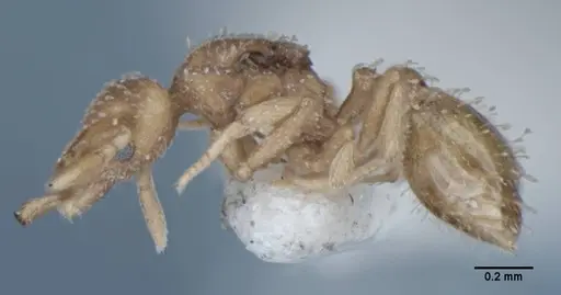 Strumigenys radix specimen ANIC32-017803 image anic32-017803_3
