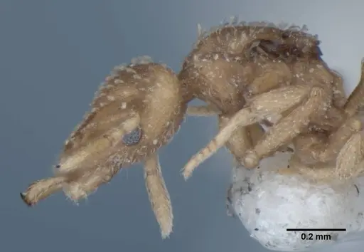 Strumigenys radix specimen ANIC32-017803 image anic32-017803_4