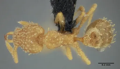 Strumigenys radix specimen ANTWEB1032232 image antweb1032232_1
