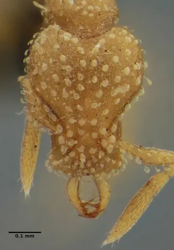 Strumigenys radix specimen ANTWEB1032232 image antweb1032232_2