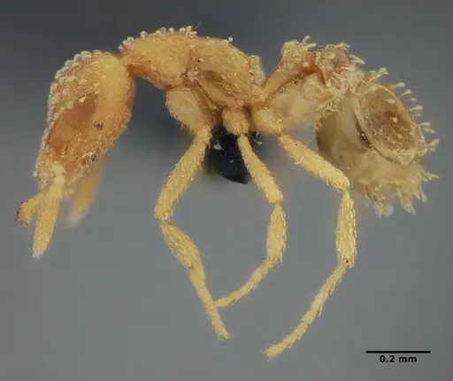 Strumigenys radix specimen ANTWEB1032232 image antweb1032232_3
