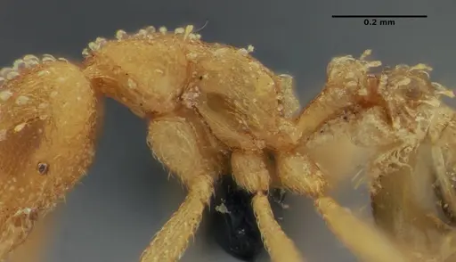 Strumigenys radix specimen ANTWEB1032232 image antweb1032232_4