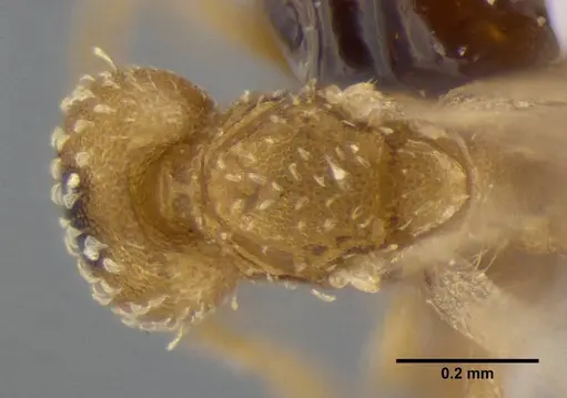 Strumigenys radix specimen ANTWEB1032235 image antweb1032235_1