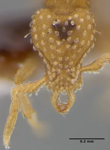 Strumigenys radix specimen ANTWEB1032235 image antweb1032235_2