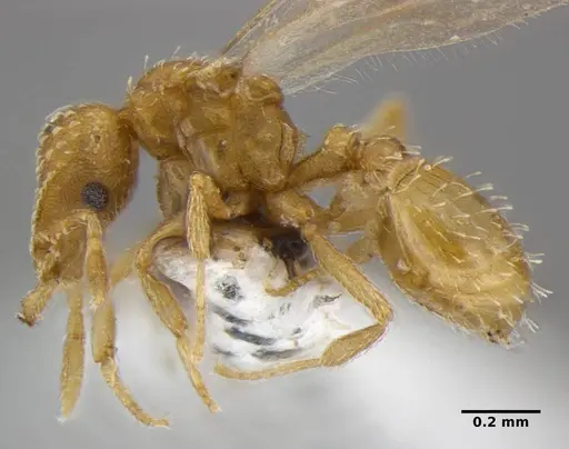 Strumigenys radix specimen ANTWEB1032235 image antweb1032235_3