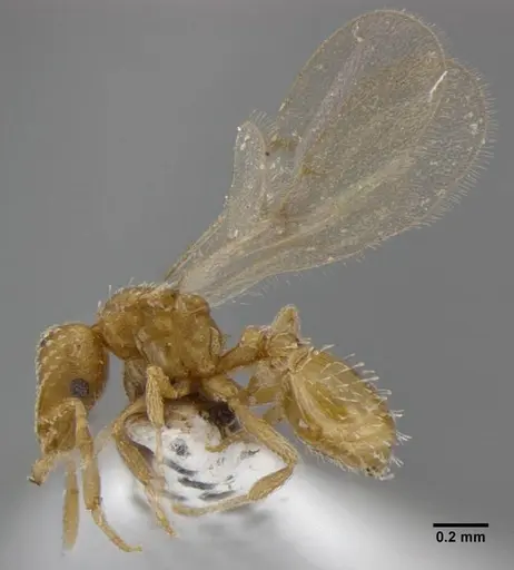 Strumigenys radix specimen ANTWEB1032235 image antweb1032235_4