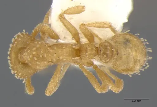 Strumigenys radix specimen ANTWEB1032315 image antweb1032315_1