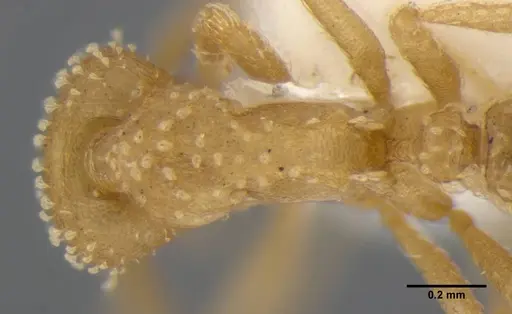 Strumigenys radix specimen ANTWEB1032315 image antweb1032315_2