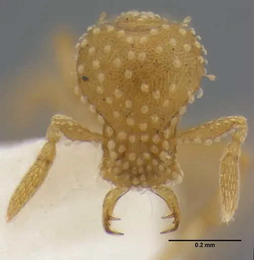 Strumigenys radix specimen ANTWEB1032315 image antweb1032315_3