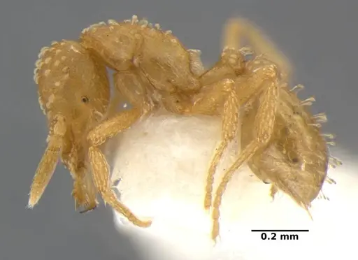Strumigenys radix specimen ANTWEB1032315 image antweb1032315_4