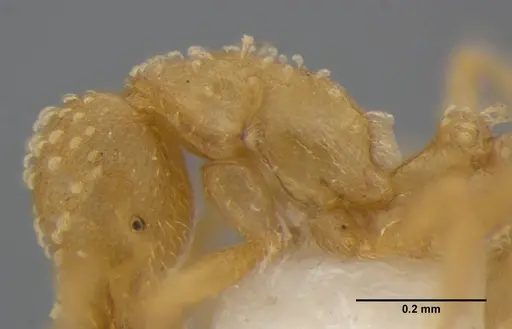 Strumigenys radix specimen ANTWEB1032315 image antweb1032315_5