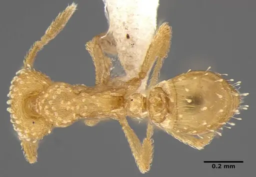 Strumigenys radix specimen ANTWEB1032316 image antweb1032316_1